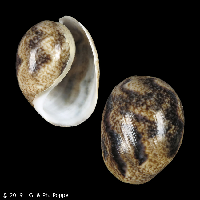 Bullidae Shell Encyclopedia - Conchological MegaDatabase Iconographic Overview ...