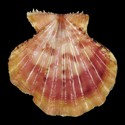 To Conchology (Mirapecten rastellum GIANT FREAK)