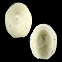 To Conchology (Cornisepta rostrata)