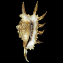 To Conchology (Lambis scorpius scorpius cf.)