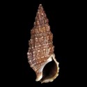 To Conchology (Cerithium repandum)