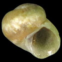 To Conchology (Boetersiella sturmi)