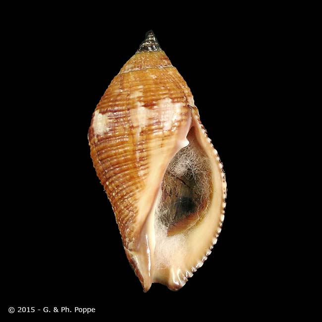 Shell Encyclopedia - Worms Details | Conchology | Conchology