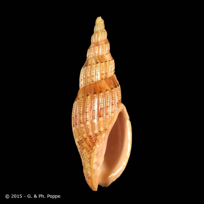 Shell Encyclopedia - Worms Details | Conchology | Conchology
