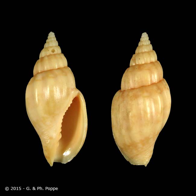 Shell Encyclopedia - Worms Details | Conchology | Conchology