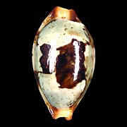 To Conchology (Bistolida stolida stolida OLANGO)