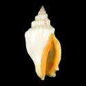 To Conchology (Canarium erythrinum WHITE)