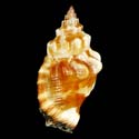 To Conchology (Canarium erythrinum WHITE & BROWN)