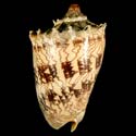 To Conchology (Cymbiola imperialis FREAK)