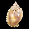 To Conchology (Casmaria ponderosa)