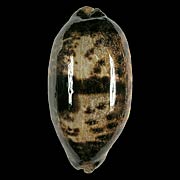 To Conchology (Chelycypraea testudinaria LARGE)