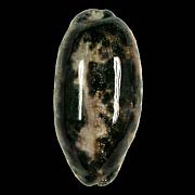 To Conchology (Chelycypraea testudinaria DWARF)