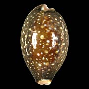 To Conchology (Lyncina vitellus LARGE)