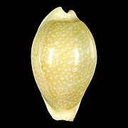 To Conchology (Naria miliaris)
