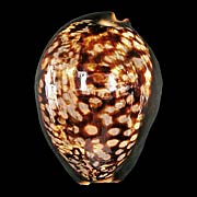 To Conchology (Mauritia mauritiana)