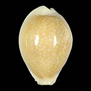 To Conchology (Naria miliaris CALLOUSED)
