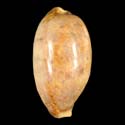 To Conchology (Lyncina lynx GIANT)
