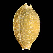 To Conchology (Nucleolaria nucleus)