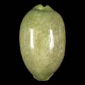 To Conchology (Mauritia eglantina GREEN)
