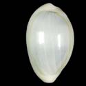 To Conchology (Monetaria annulus FREAK)