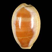 To Conchology (Lyncina carneola)