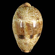 To Conchology (Contradusta walkeri walkeri LARGE)