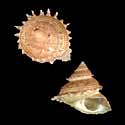 To Conchology (Bolma millegranosa)