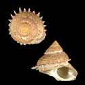 To Conchology (Bolma millegranosa)