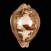 To Conchology (Austrasiatica sakuraii)