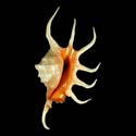 To Conchology (Lambis crocata)