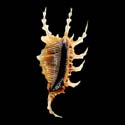 To Conchology (Lambis scorpius scorpius WHITE)