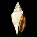 To Conchology (Canarium urceus urceus BLACK LIP)
