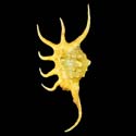 To Conchology (Lambis crocata YELLOW)