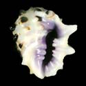 To Conchology (Drupa morum)