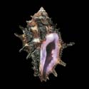 To Conchology (Morula spinosa)