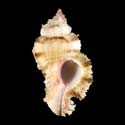 To Conchology (Chicomurex laciniatus)