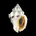 To Conchology (Pascula ochrostoma)