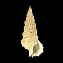 To Conchology (Cerithium munitum)