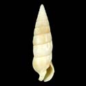 To Conchology (Rhinoclavis vertagus FREAK)