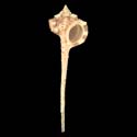 To Conchology (Haustellum haustellum YOUNG)