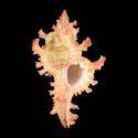 To Conchology (Chicoreus nobilis)