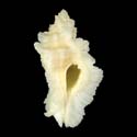 To Conchology (Pterynotus tripterus)