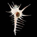 To Conchology (Murex ternispina)