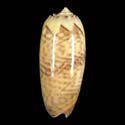 To Conchology (Oliva hirasei)