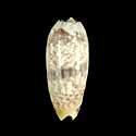 To Conchology (Oliva irisans GIANT)