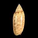 To Conchology (Oliva semmelinki GIANT)