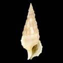 To Conchology (Cerithium lissum)