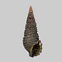 To Conchology (Cerithium coralium)