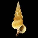 To Conchology (Cerithium citrinum)
