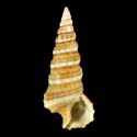 To Conchology (Cerithium munitum)
